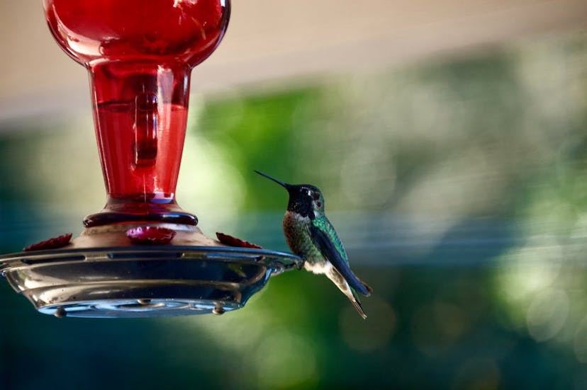 Cover Image for The 5 Best Hummingbird Feeders: Attracting Nature's Aerial Acrobats